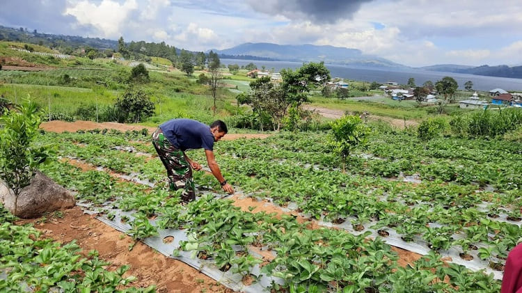 Agrowisata Strawberry Malino