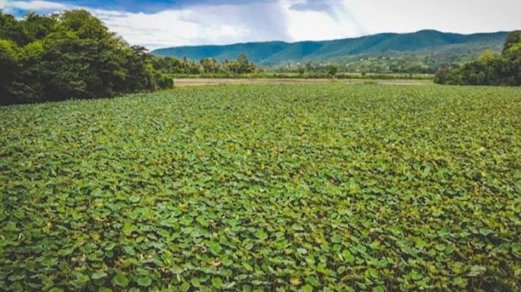 Danau Rana Tonjong