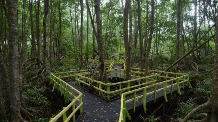 Hutan Mangrove Mandah