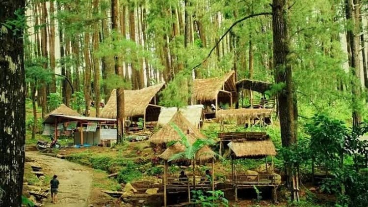 Hutan Pinus Nongko Ijo