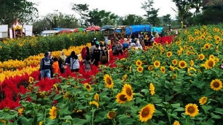 Kebun Bunga Ambal