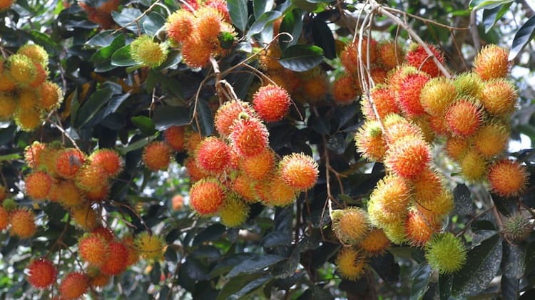 Kebun Rambutan Desa Tulung