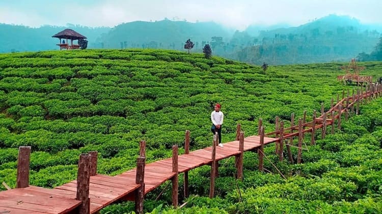 Kebun Teh Bumijawa