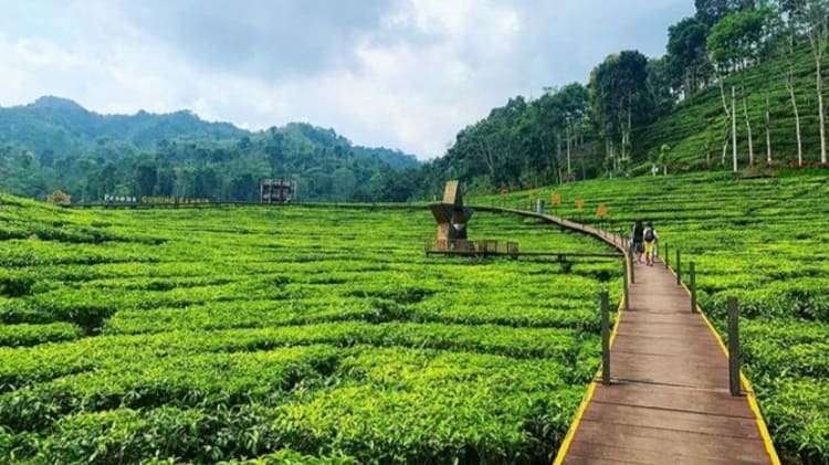 Kebun Teh Gunung Gambir