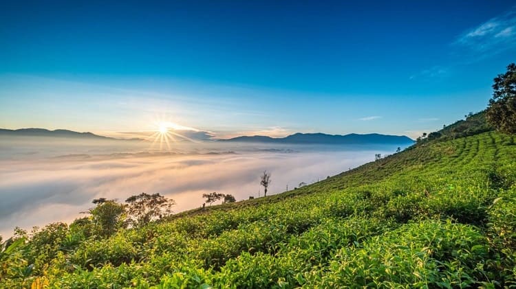 Kebun Teh Kemuning