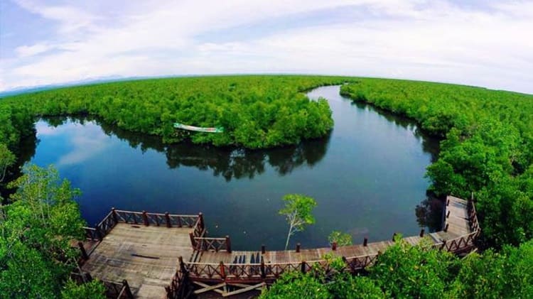 Mangrove Semitan