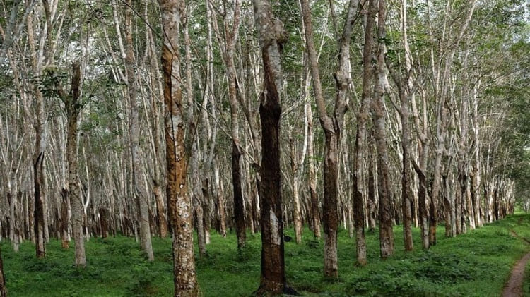 Perkebunan Karet Lonsum