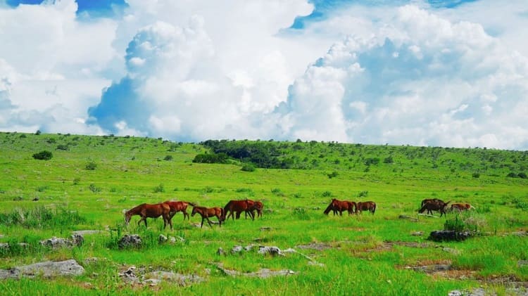 Savana Puru Kambera