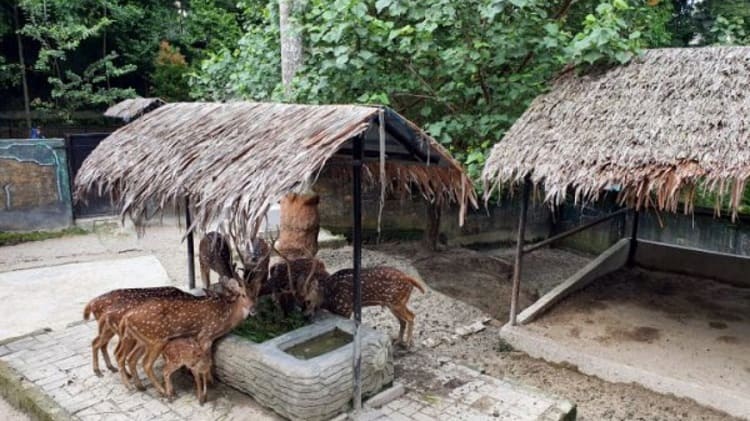 Taman Hewan Pematang Siantar